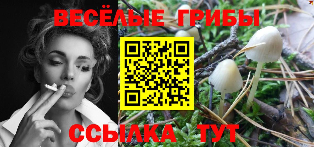 Сибай  Галлюциногенные грибы Psilocybe  Вход с VPN 